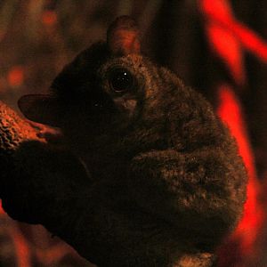 spectral tarsier (Tarsius spectrum)