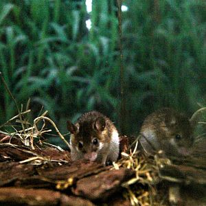 African pygmy mouse (Mus minutoides)