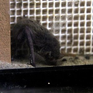 Japanese pipistrelle (Pipistrellus abramus)