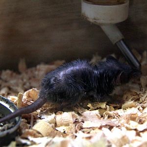 Asian house shrew (Suncus murinus)