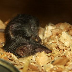 Asian house shrew (Suncus murinus)