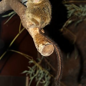 spectral tarsier (Tarsius spectrum)