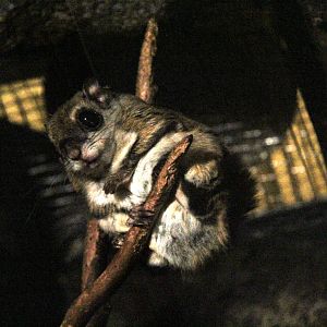 Japanese dwarf flying squirrel (Pteromys momonga)