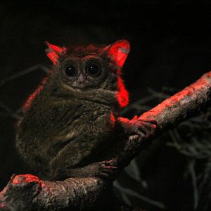 spectral tarsier (Tarsius spectrum)