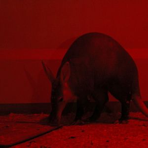 aardvark (Orycteropus afer)