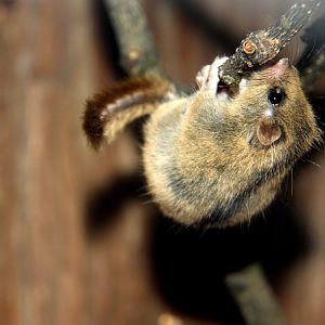 Japanese dormouse (Glirulus japonicus)