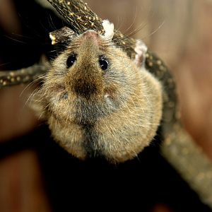 Japanese dormouse (Glirulus japonicus)