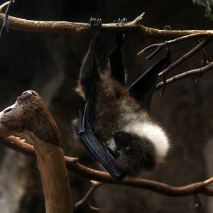 Ryukyu flying fox (Pteropus dasymallus)