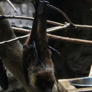 Ryukyu flying fox (Pteropus dasymallus)