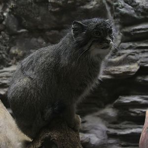 Pallas's cat (Otocolobus manul)