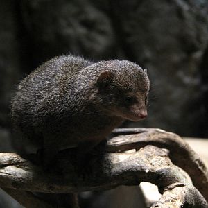 common dwarf mongoose (Helogale parvula)