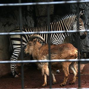 zebra and barbary sheep
