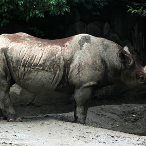 black rhinoceros (Diceros bicornis)