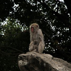 Japanese macaque (Macaca fuscata)