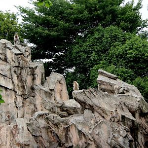Japanese macaque (Macaca fuscata) exhibit
