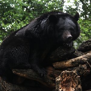 Japanese black bear (Ursus thibetanus japonicus)