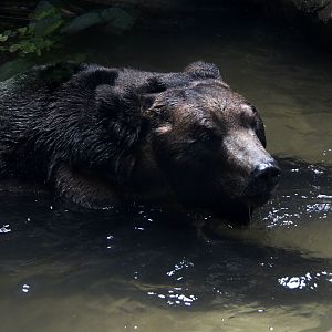 Ussuri brown bear (Ursus arctos lasiotus)