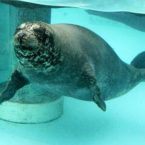 Kuril Seal or Western Pacific Harbor Seal (Phoca vitulina stejnegeri)