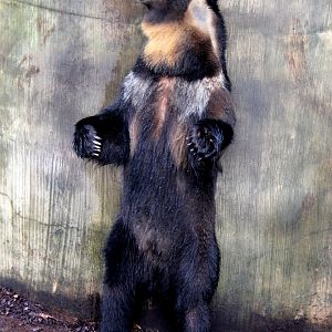 Ussuri brown bear (Ursus arctos lasiotus)