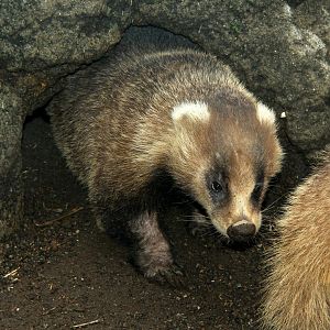 Japanese badger (Meles anakuma)