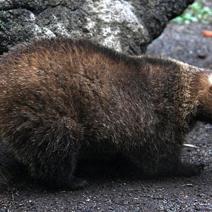 Japanese badger (Meles anakuma)