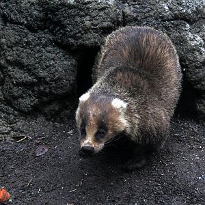 Japanese badger (Meles anakuma)