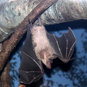 Leschenault's rousette (Rousettus leschenaultii)