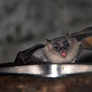 Leschenault's rousette (Rousettus leschenaultii)