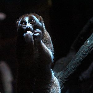 Sunda slow loris (Nycticebus coucang)