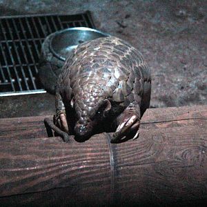 Chinese pangolin (Manis pentadactyla)