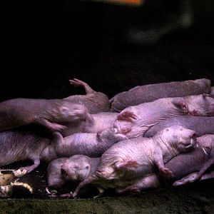 naked mole-rat (Heterocephalus glaber) pile