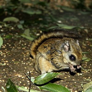 Japanese dwarf flying squirrel (Pteromys momonga)