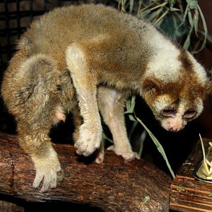 Javan slow loris (Nycticebus javanicus)