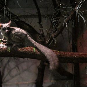 Senegal bushbaby (Galago senegalensis)