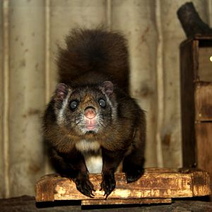 Japanese giant flying squirrel (Petaurista leucogenys)