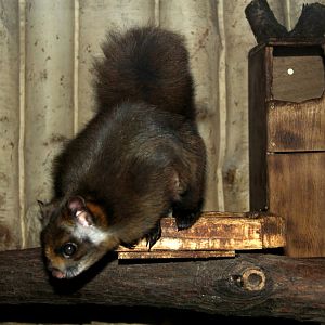 Japanese giant flying squirrel (Petaurista leucogenys)