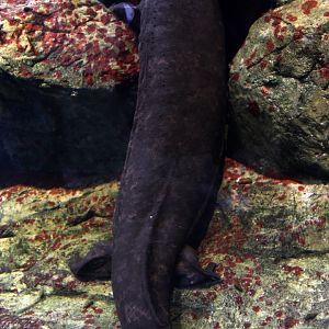 Japanese giant salamander (Andrias japonicus)