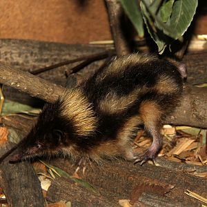 highland streaked tenrec (Hemicentetes nigriceps)