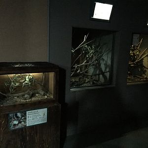 3 tenrec exhibits in a row