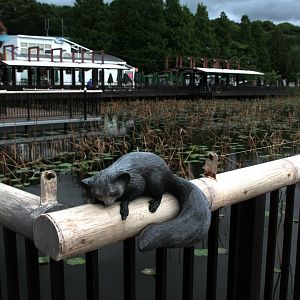 aye aye on the loose