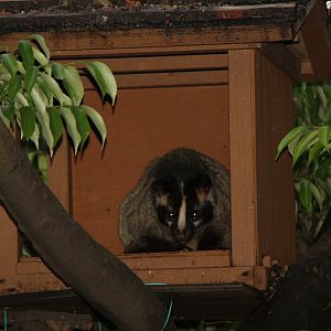 masked palm civet (Paguma larvata)