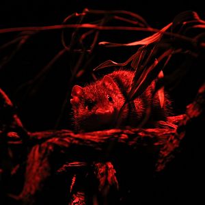 Dibbler (Parantechinus apicalis)