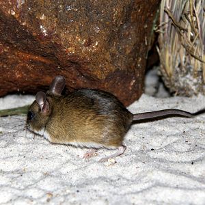 spinifex hopping mouse (Notomys alexis)