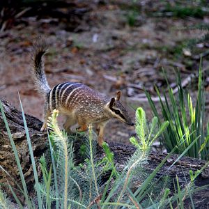 numbat (Myrmecobius fasciatus)