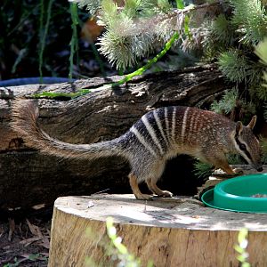 numbat (Myrmecobius fasciatus)