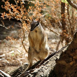 numbat (Myrmecobius fasciatus)