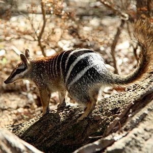 numbat (Myrmecobius fasciatus)
