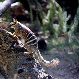numbat (Myrmecobius fasciatus)