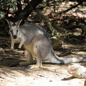western brush wallaby (Macropus irma)