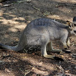 western brush wallaby (Macropus irma)